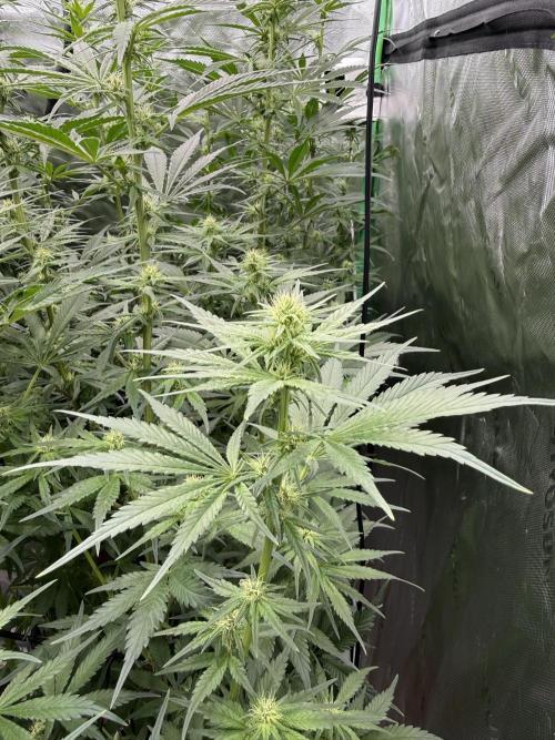 RQS Og Kush. Week 3 - Plants took the high ec well. Wish I had a substrate sensor! It’s been stacking.