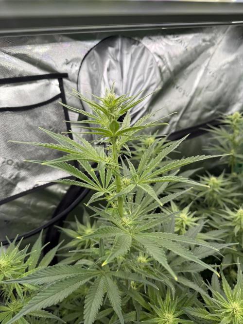 RQS Og Kush. Week 3 - Couple older tip burn leaves from the move from ec 1.5 to 2.0