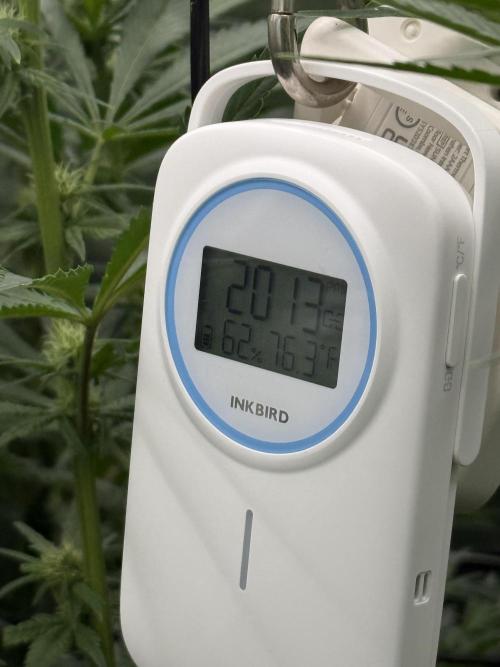 RQS Og Kush. Week 3 - 2000ppm co2! Could probably push the heat up. 