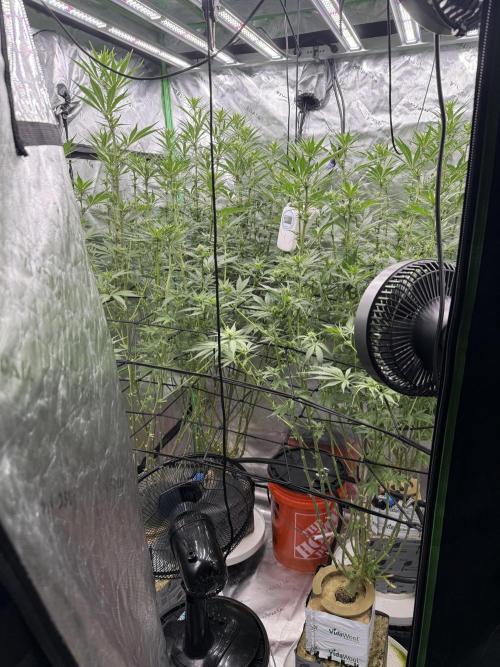 RQS Og Kush. Week 3 - Heavy defoliation at day 17