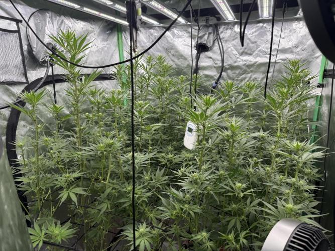 RQS Og Kush. Week 3 - The recovery from the defoliation lol. 