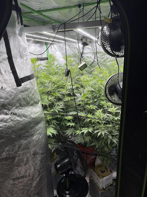 RQS Og Kush. Week 3 - DENSE!!