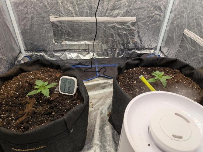 First Medusa F1. Week 2