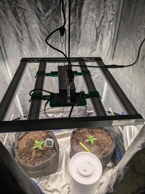 First Medusa F1. Week 2