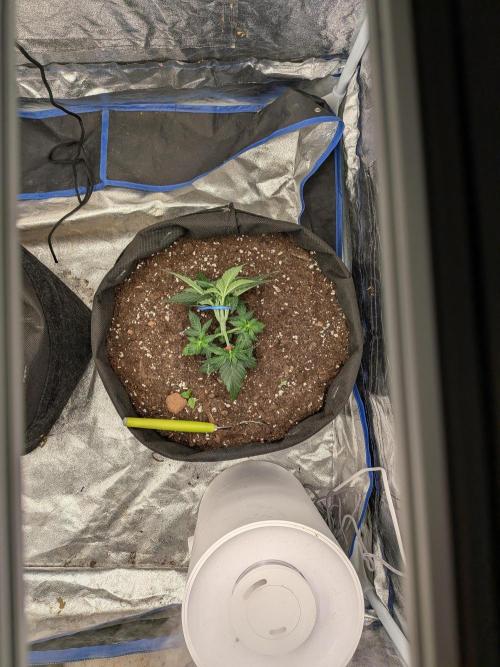 First Medusa F1. Week 3