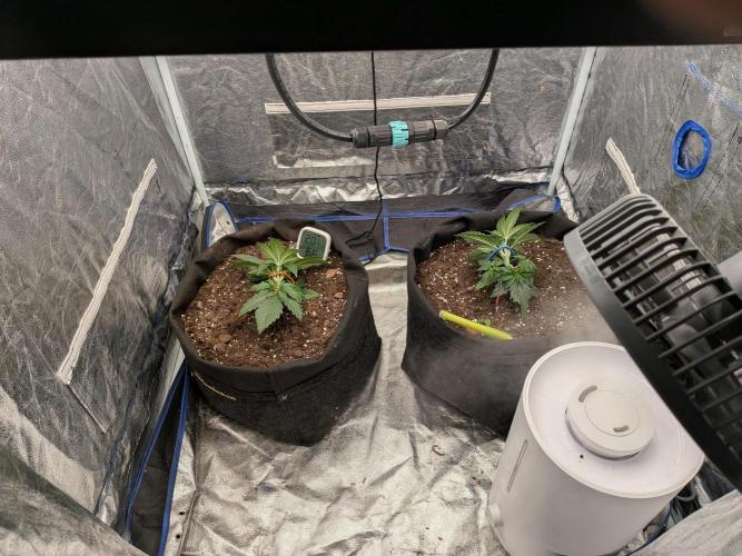 First Medusa F1. Week 3