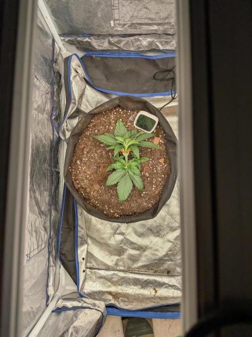 First Medusa F1. Week 3