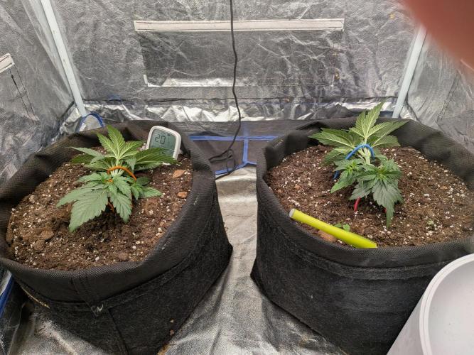 First Medusa F1. Week 3