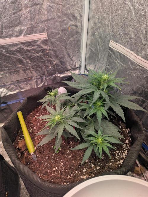 First Medusa F1. Week 4