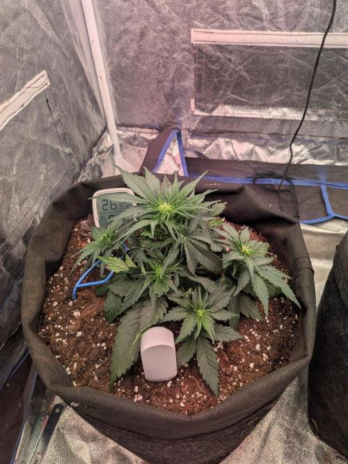 First Medusa F1. Week 4