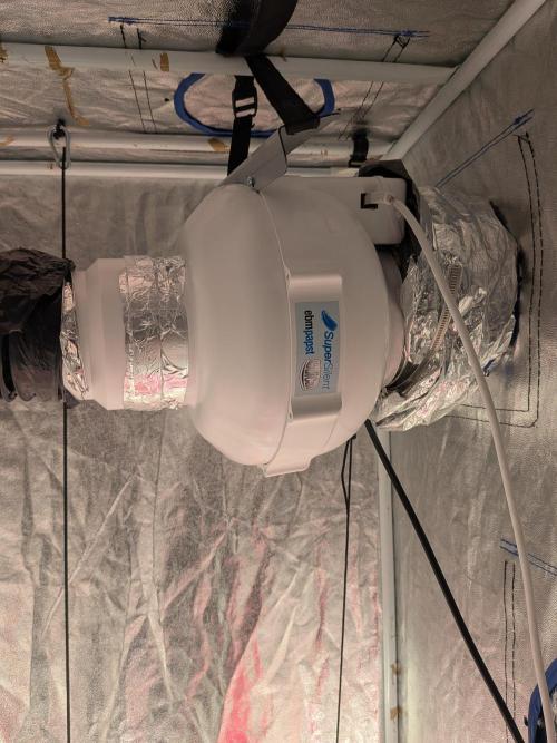 First Medusa F1. Week 4