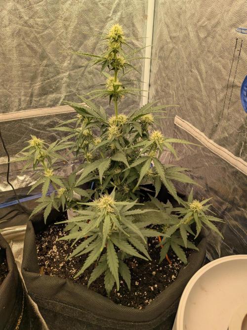 First Medusa F1. Week 5