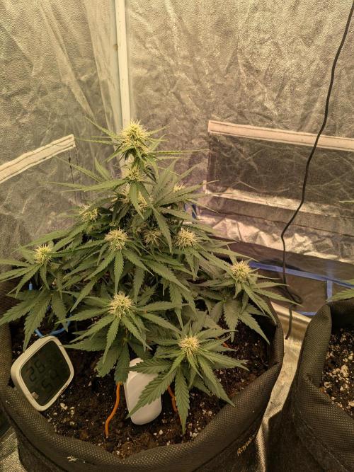 First Medusa F1. Week 5