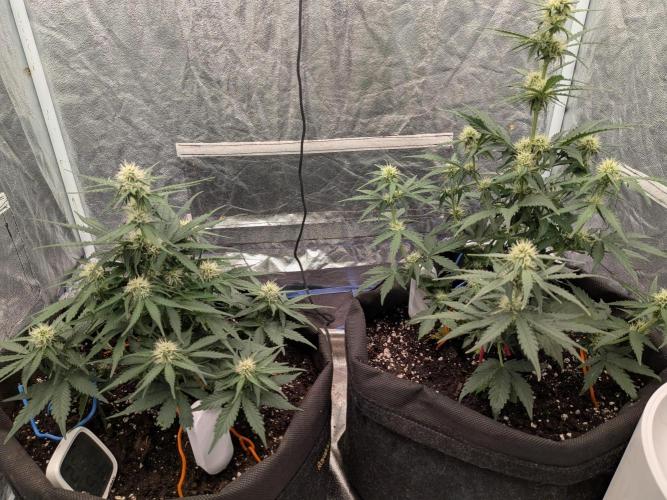 First Medusa F1. Week 5