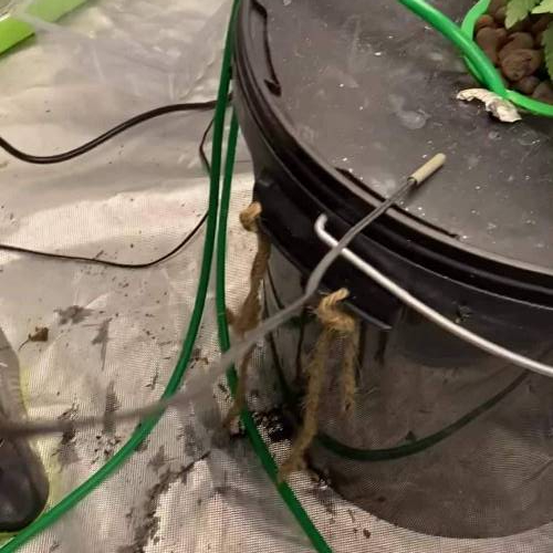 PINEAPPLE CHUNKS DWC
