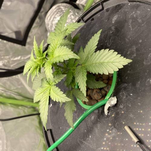 420Guru