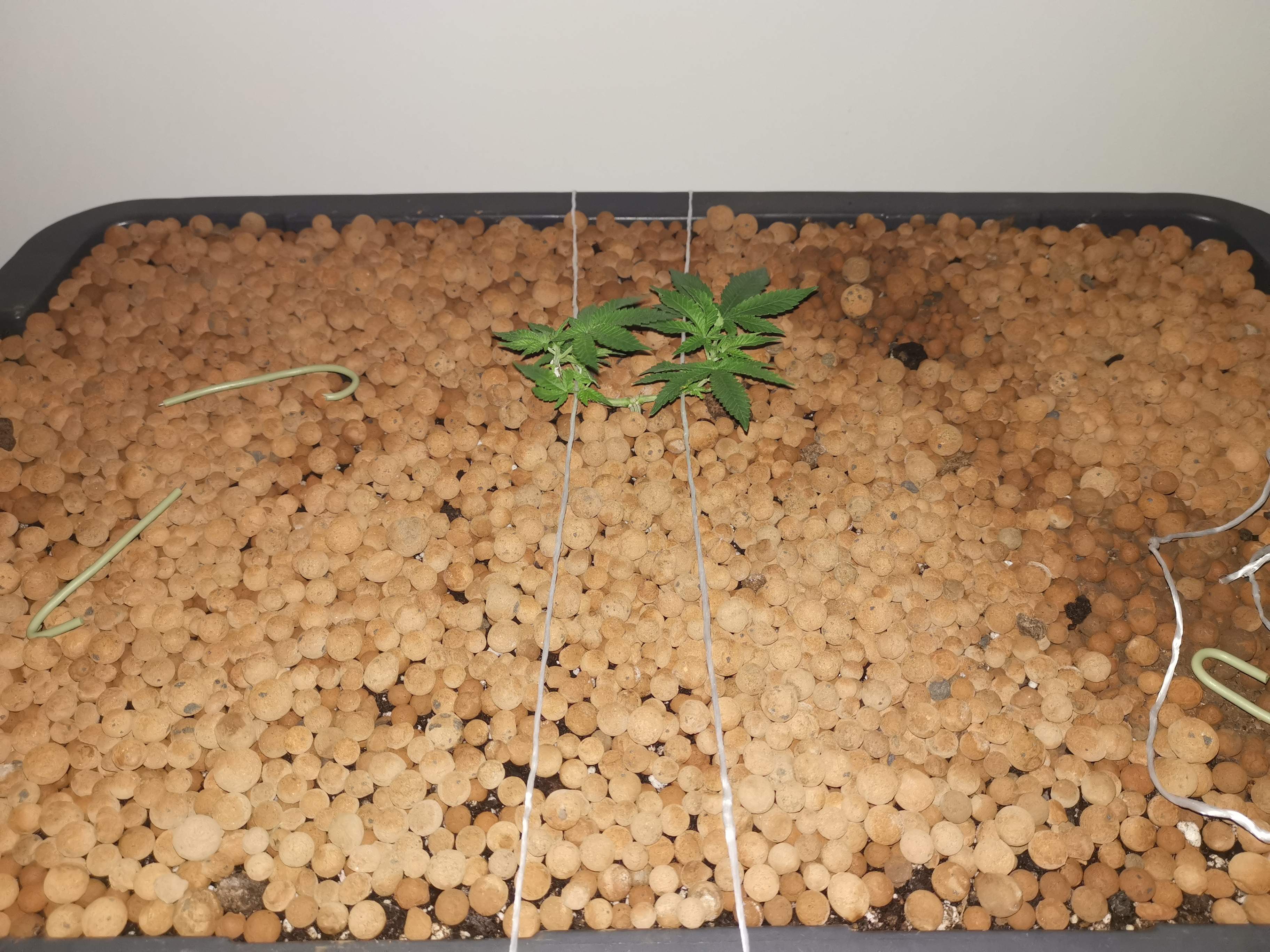 Ilgm Germination Guide - ci1q9dy