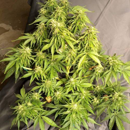 '23 - Jack Herer Auto by FastBuds. Week 9