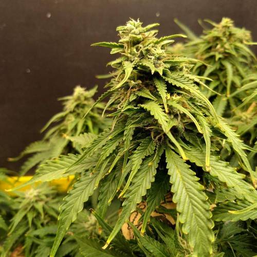 '23 - Jack Herer Auto by FastBuds. Week 9