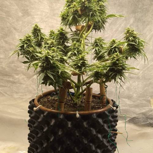 '23 - Jack Herer Auto by FastBuds. Week 10