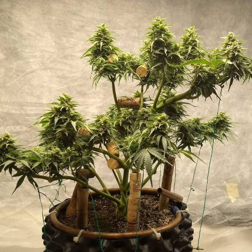 '23 - Jack Herer Auto by FastBuds. Week 10