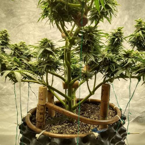 '23 - Jack Herer Auto by FastBuds. Week 10