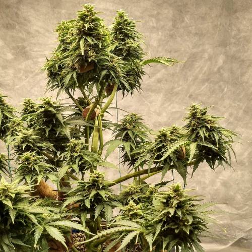 '23 - Jack Herer Auto by FastBuds. Week 10