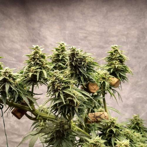 '23 - Jack Herer Auto by FastBuds. Week 10