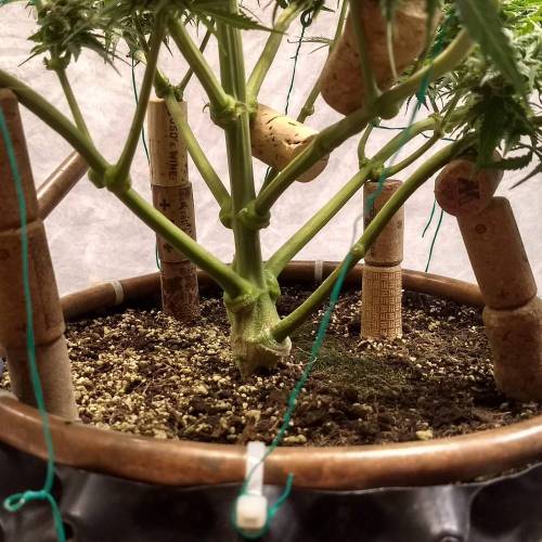 '23 - Jack Herer Auto by FastBuds. Week 10