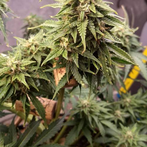 '23 - Jack Herer Auto by FastBuds. Week 10