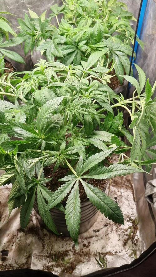 Gorilash living soil