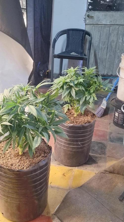 Gorilash living soil