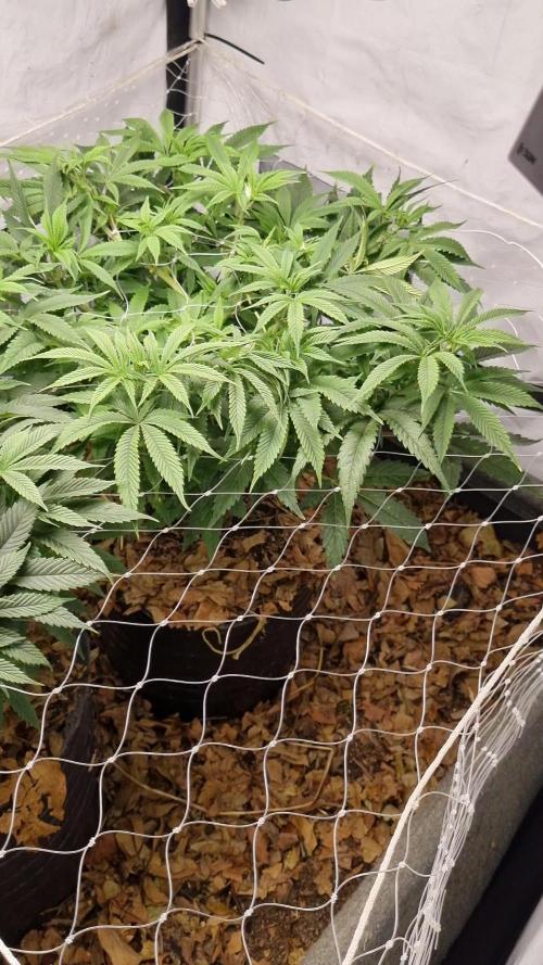 Gorilash living soil