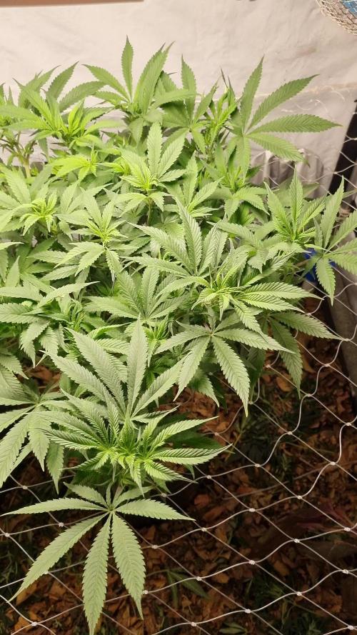 Gorilash living soil