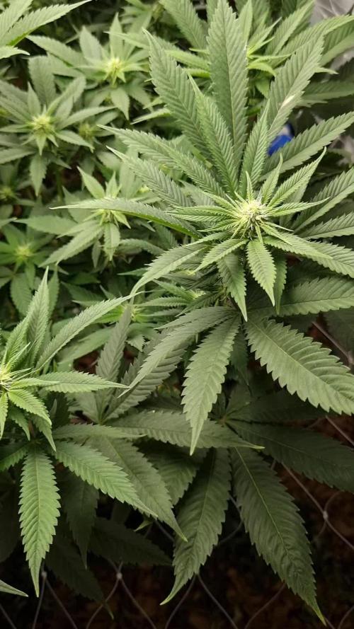 Gorilash living soil