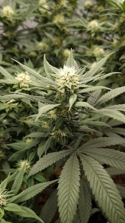 Gorilash living soil