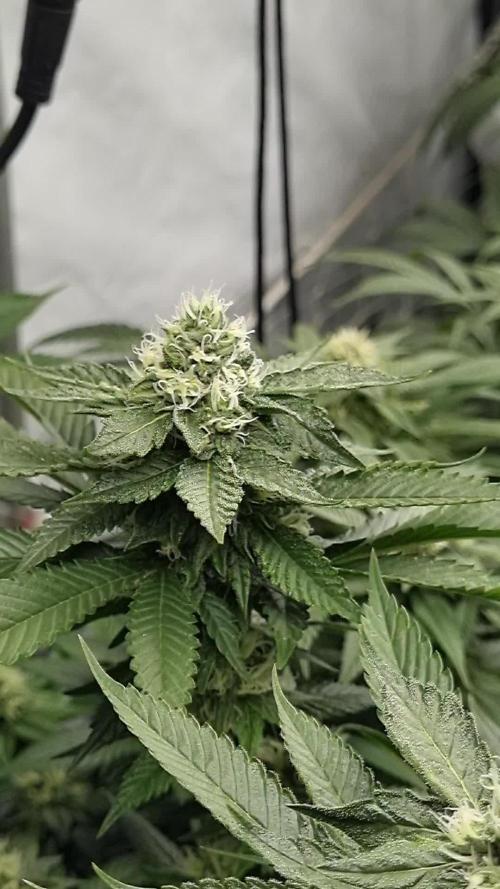 Gorilash living soil