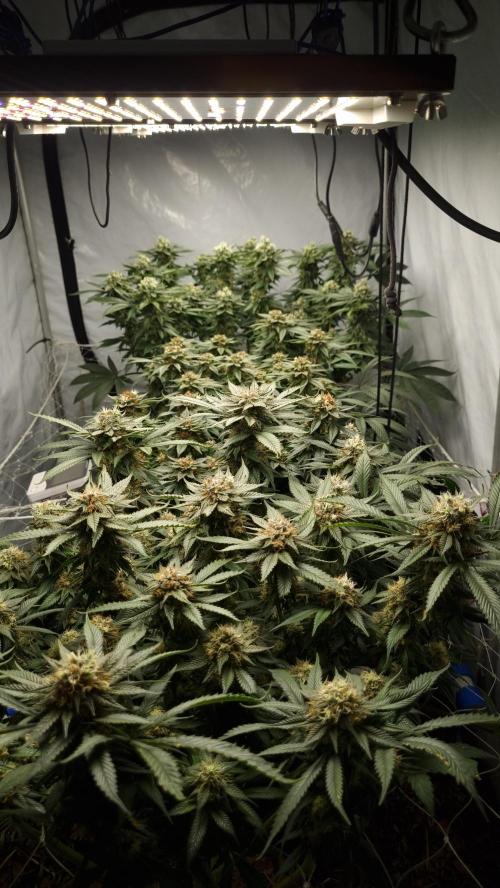 Gorilash living soil. Week 18