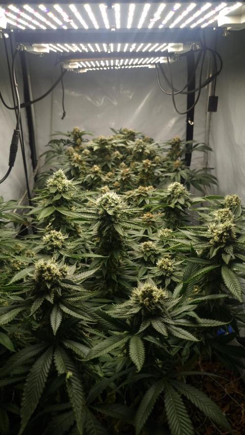 Gorilash living soil. Week 18