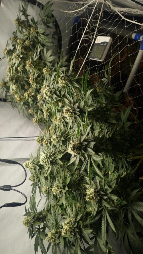 Gorilash living soil. Week 18