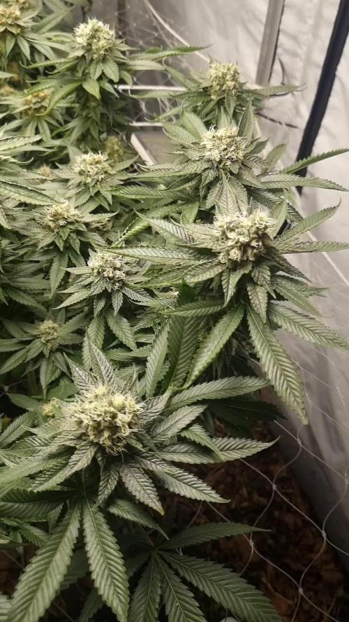 Gorilash living soil