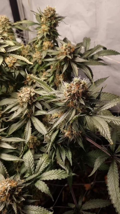 Gorilash living soil