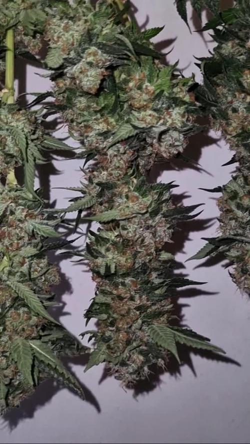 Gorilash living soil