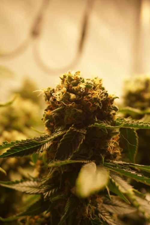 Gorilash living soil. Week 20