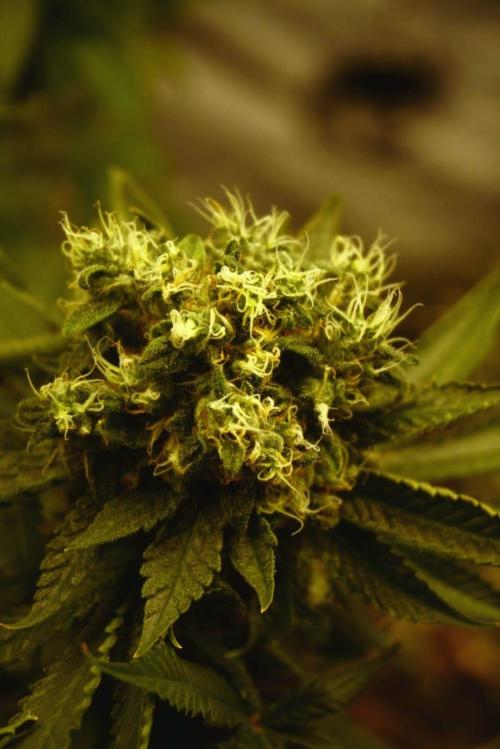 Gorilash living soil. Week 20