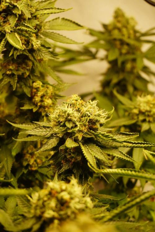 Gorilash living soil. Week 20