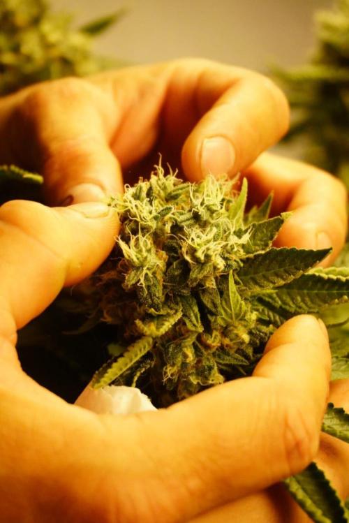 Gorilash living soil. Week 20