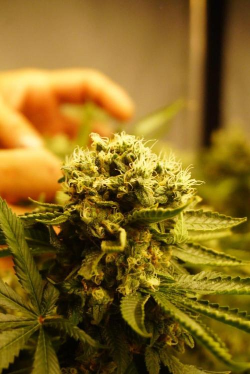 Gorilash living soil. Week 20