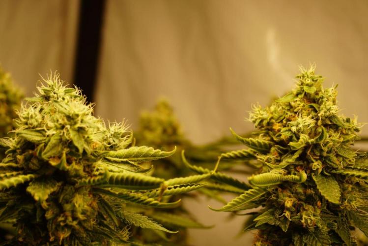 Gorilash living soil. Week 20