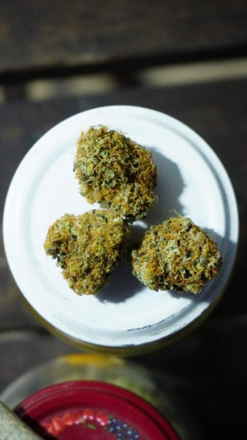 Gorilash living soil. Week 20